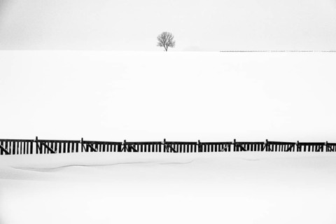 Single tree with snow fence in winter landscape