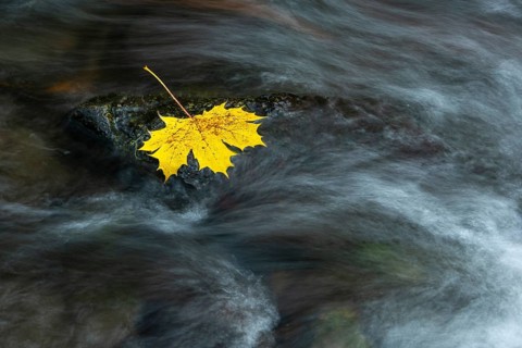 Maple leaf in the river Bode in the autumnal Harz