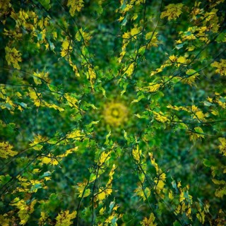 Autumn mosaic