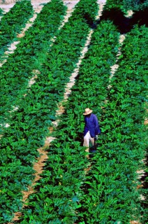 Farm worker with straw hat amid rows of courgettes