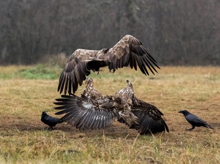 White-tailed eagle