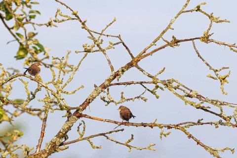 Garden warbler