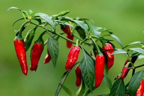 Piri Piri pod Hot Chili