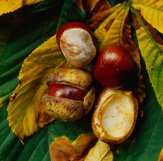 Chestnuts in autumn