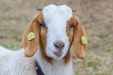 Boer domestic goat