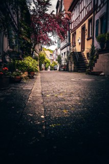 Half-timbered houses in a street with beautiful planting