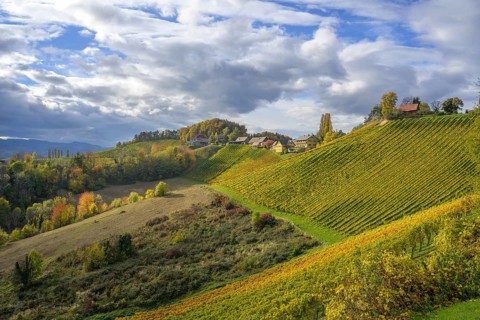 Autumn vineyards