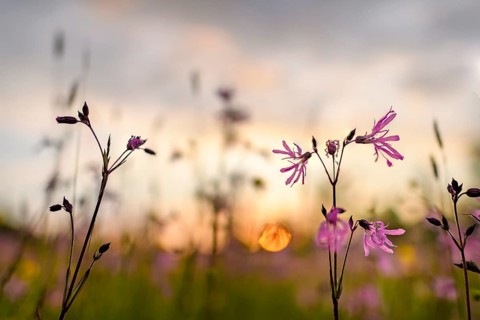 Ragged robin