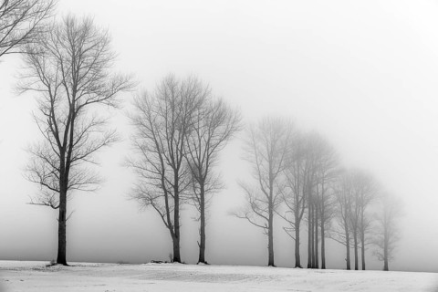 Trees in the fog in winter landscape