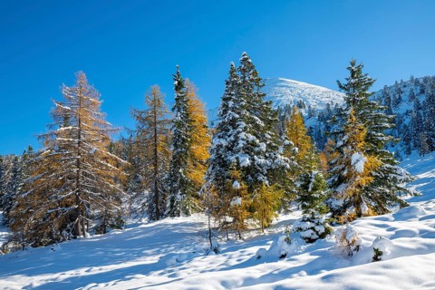 Mountain landscape in late autumn with snow with spruces and larches