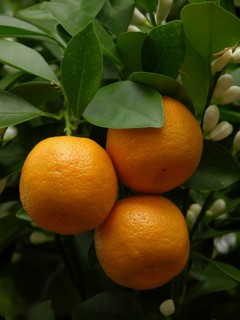 Mandarin oranges