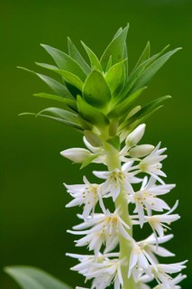 Pineapple Lily Pineapple Flower Eucomis autumnalis Blossom Bloom Ellerstadt Germany Germany