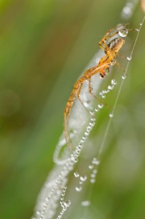 Canopy spider
