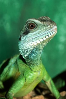 Green water dragon