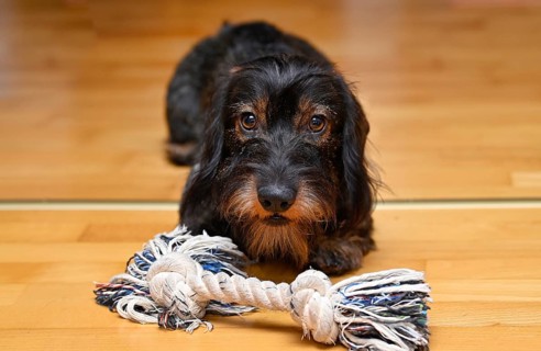 Wire-haired dachshund