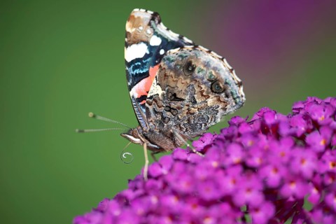 Red admiral