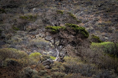 Juniper tree