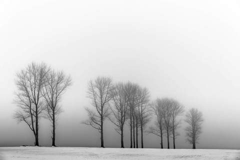 Trees in the fog in winter landscape
