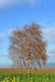 Birch