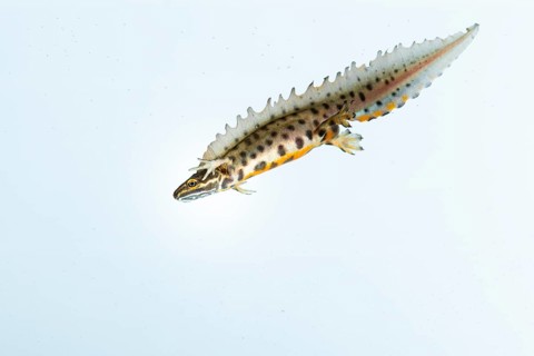 Northern crested newt