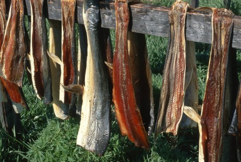 Dried fish suspended in a rack for air drying