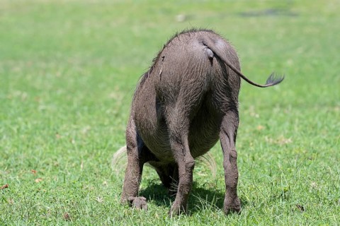 Common warthog