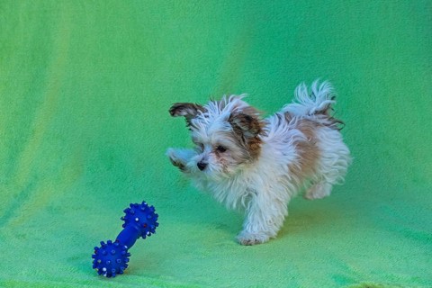 Bolonka Zwetna puppy plays
