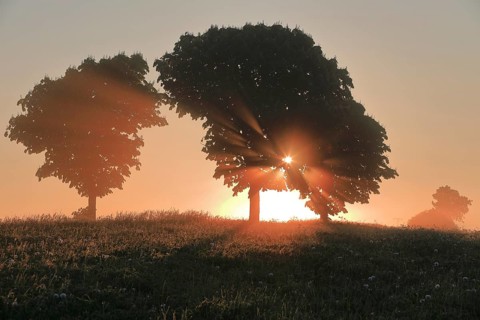 Sunbeams penetrate tree