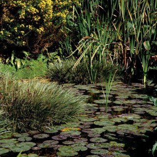Garden pond with water lilies and cattails bulrush