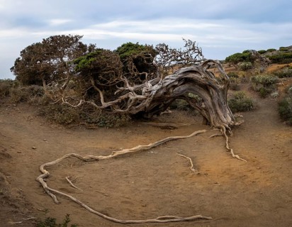 Juniper tree