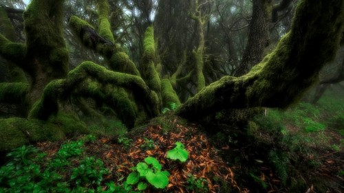 Moss-covered trees in laurel forest