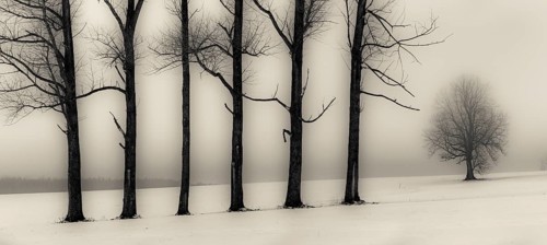 Trees in the fog in winter landscape