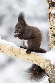 Squirrel