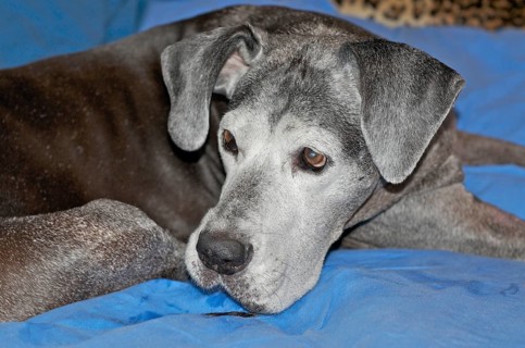 Old Great Dane on blue Blanket