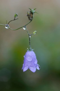 Harebell