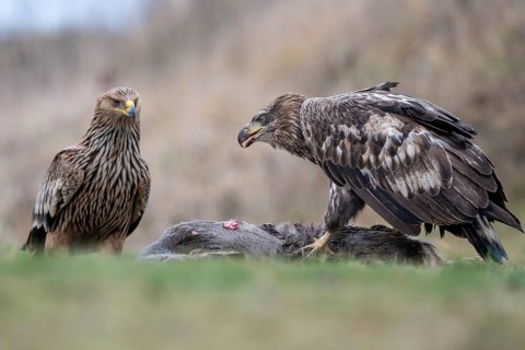 White-tailed eagle