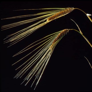 Ear
