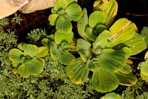 Water water cabbage