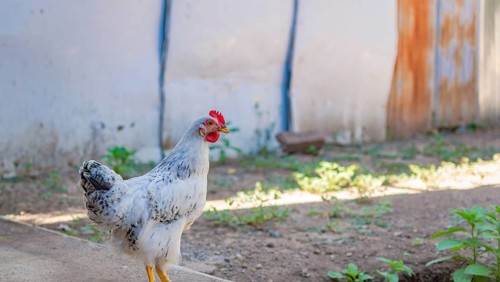 Close up of a crested chicken