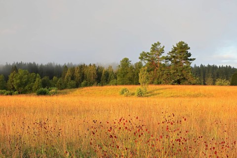 Great burnet