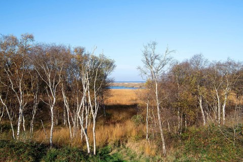 Floating bog