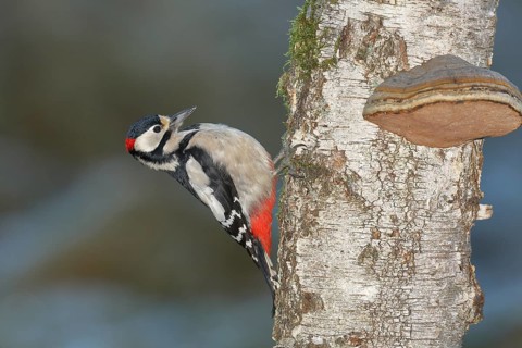 Great spotted woodpecker