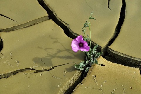 Dried clay soil with deep furrows and flower blooming