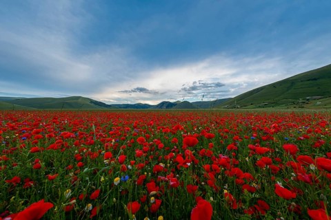 Blooming on plateau Piano Grande