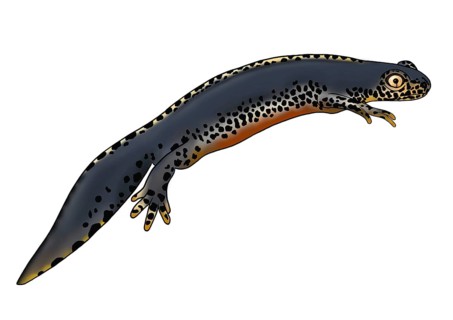 Alpine newt