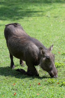 Common warthog