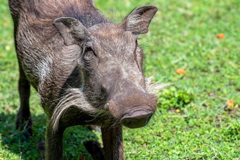 Common warthog