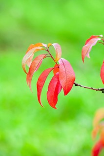 Red leaves of a peach tree