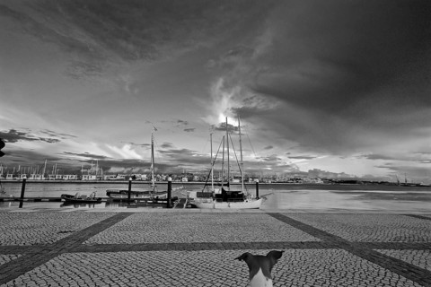 Dog at the marina of Portimao