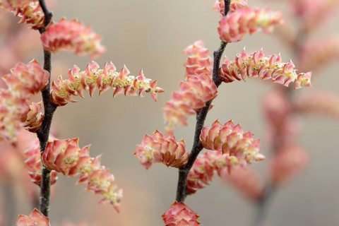 Bog myrtle